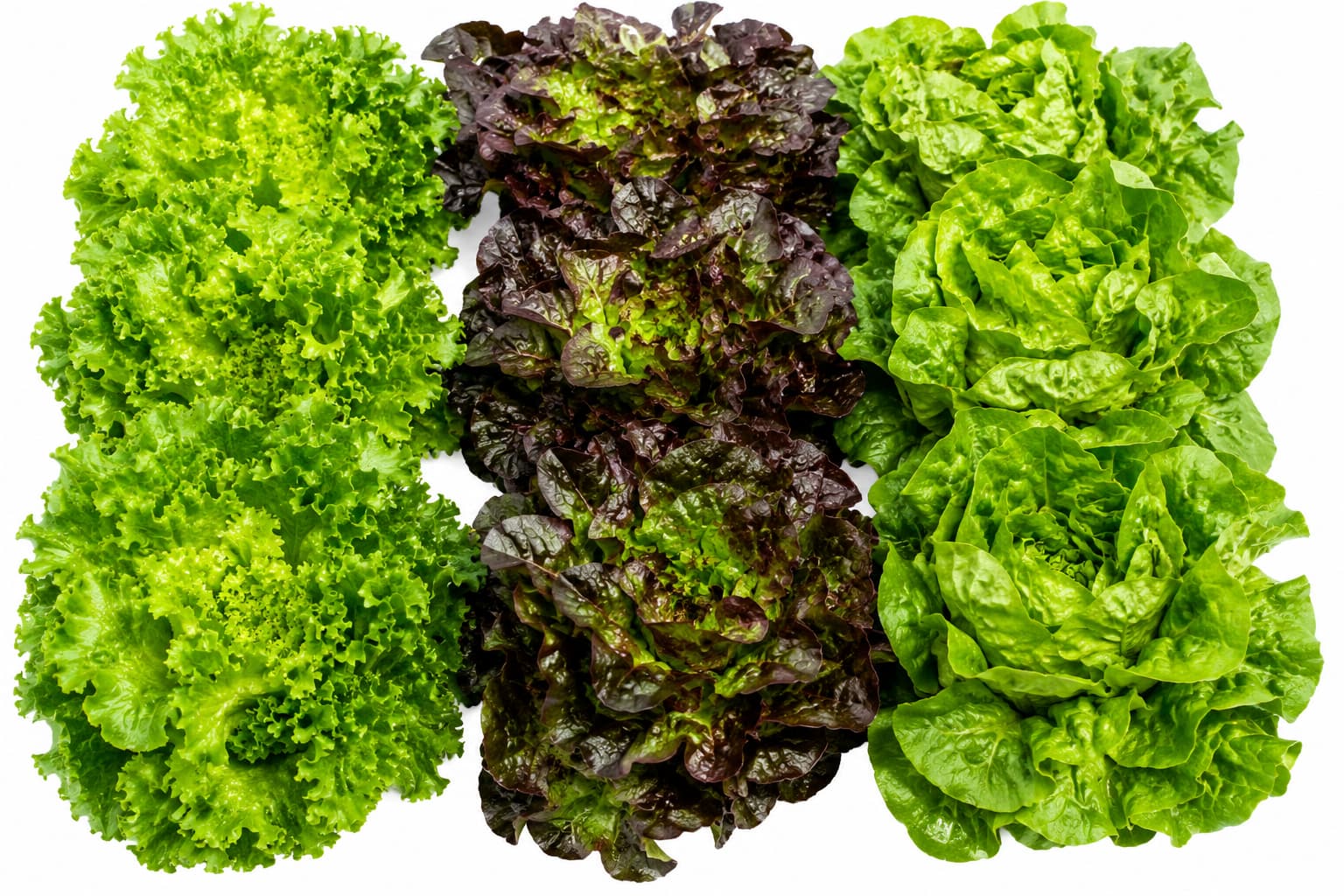 Fresh leafy greens harvested at Kayan Tech Farm