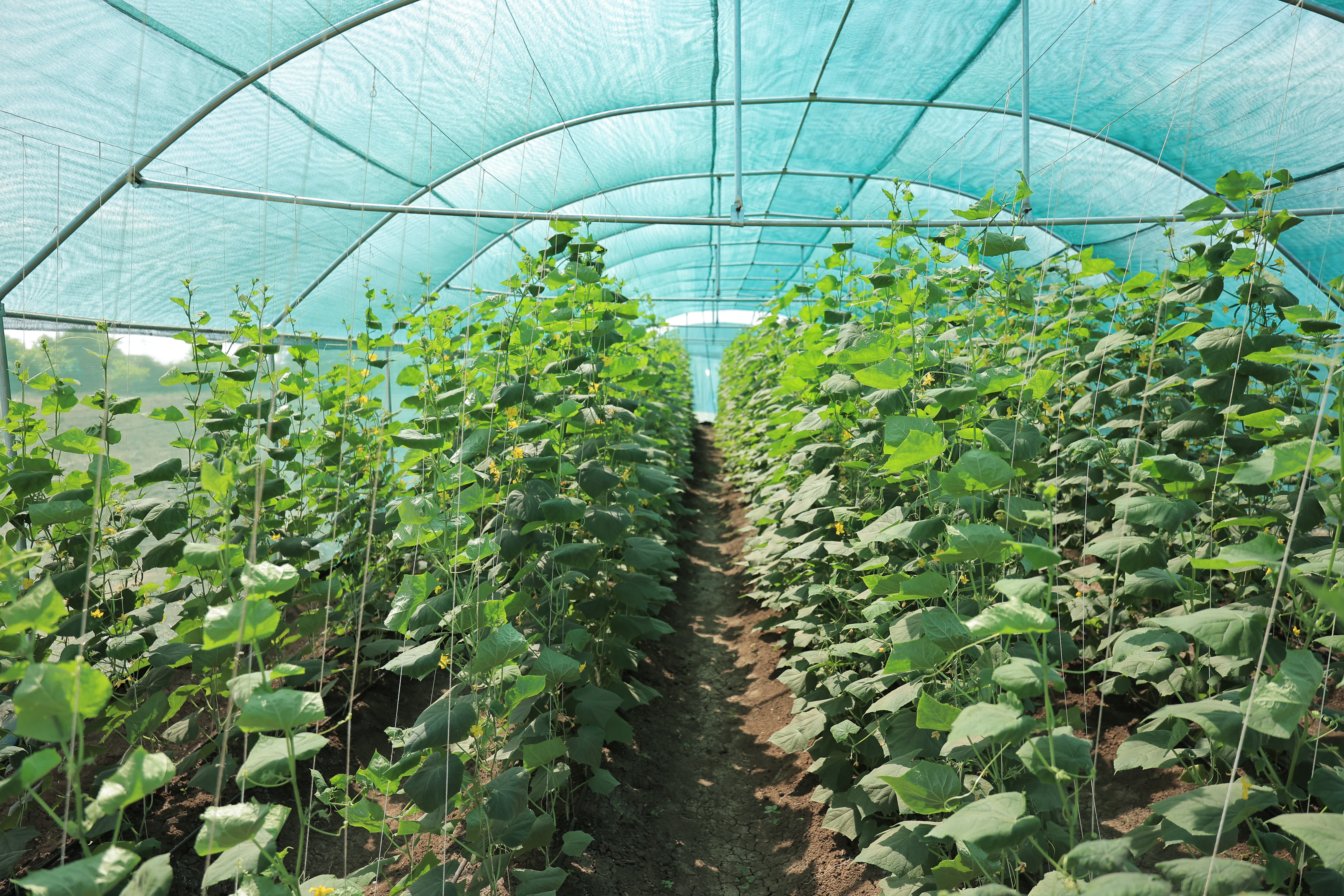 Lush hydroponic cucumber tunnel